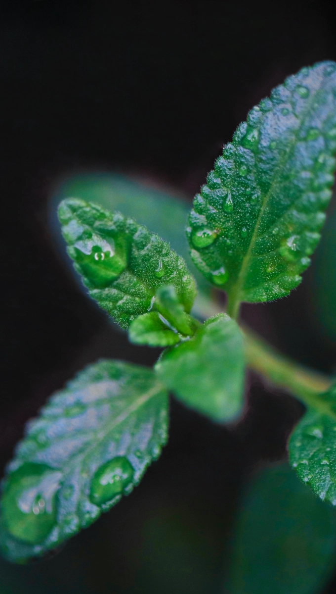 Peppermint, Spearmint & Tea Tree